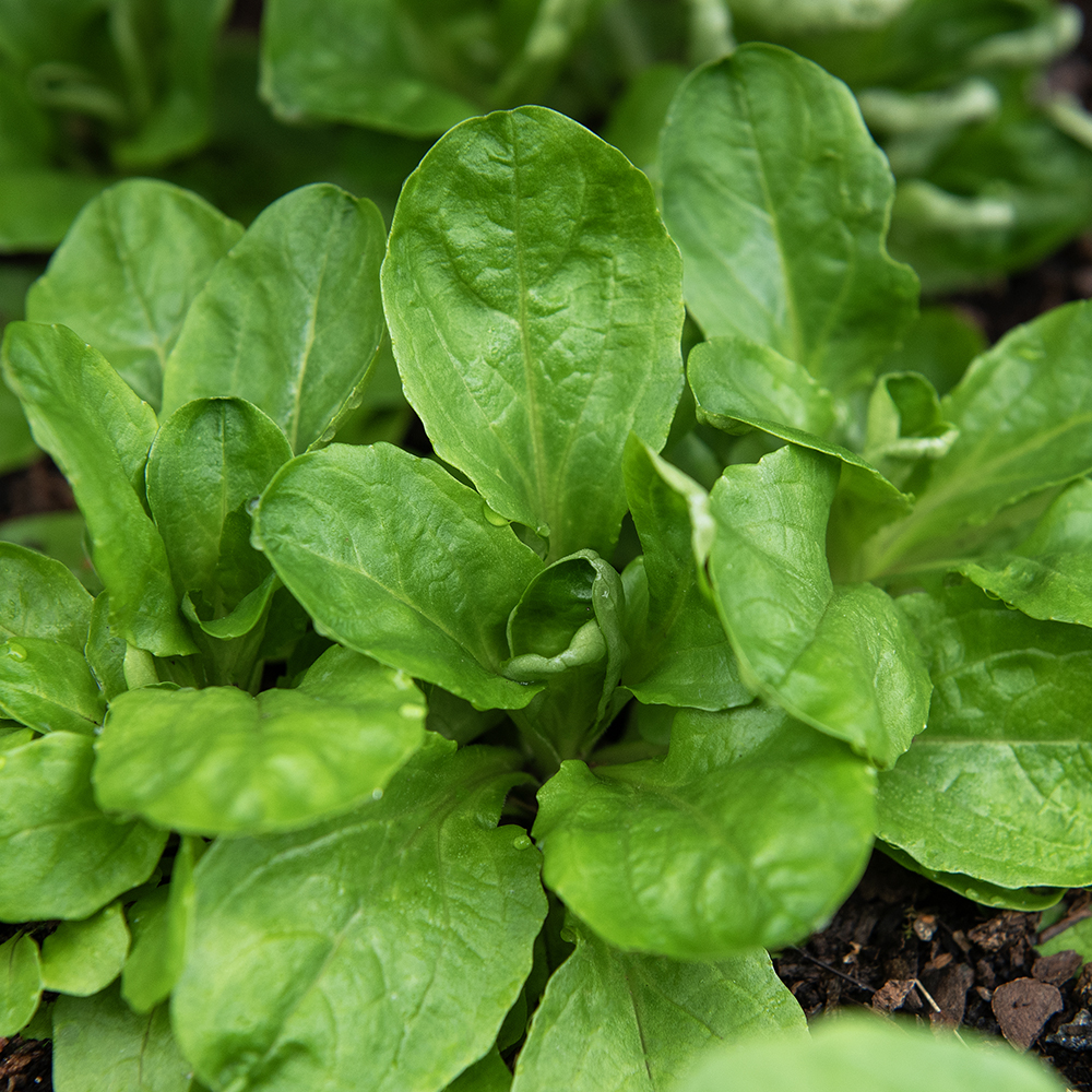 Roszponka warzywna 'Verte de Cambrai'