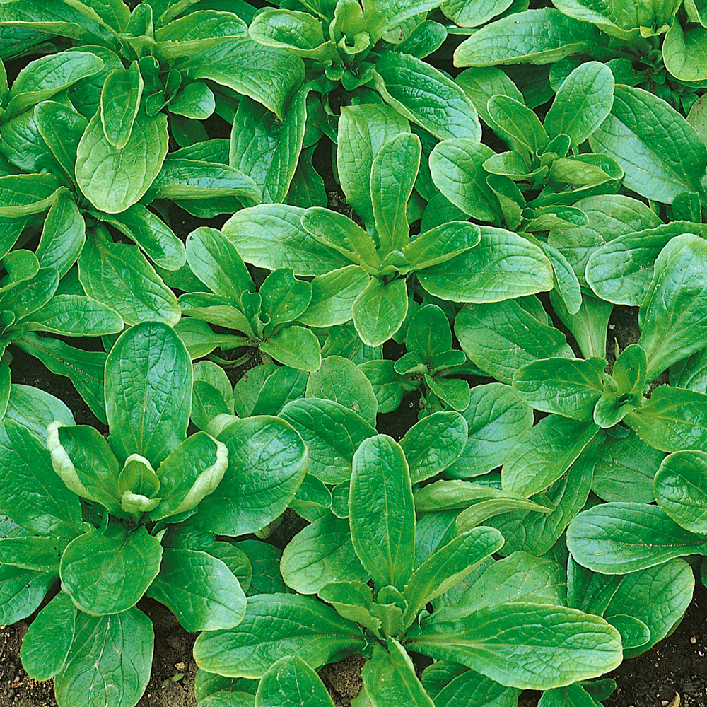 Roszponka warzywna 'Vit'