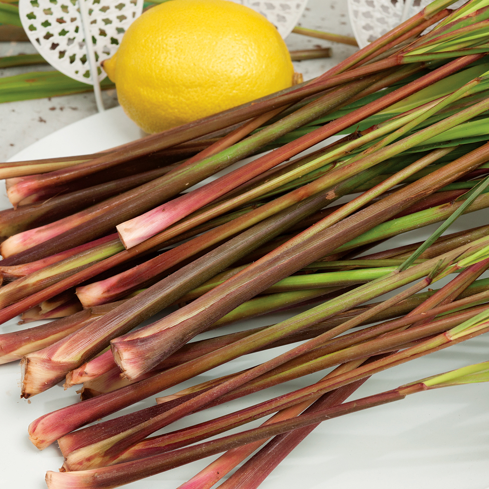 Indyjska trawa cytrynowa