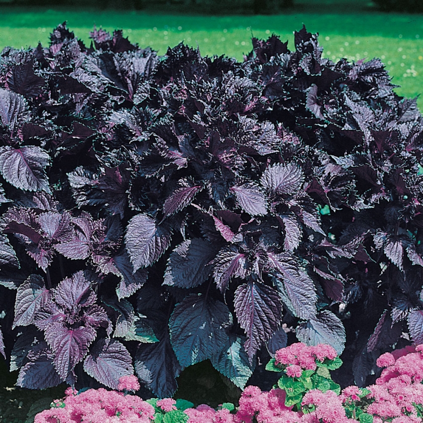 Perylla purpurowa 'Röd Shiso'