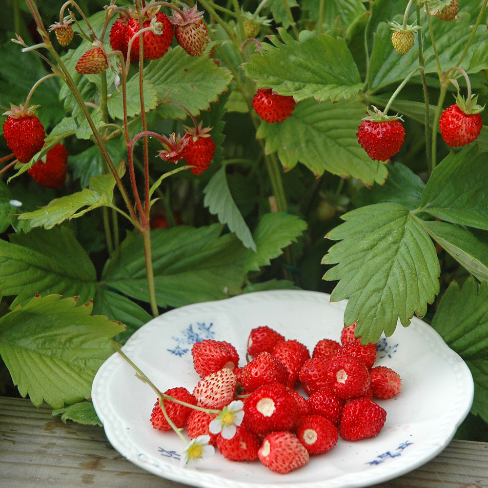 Poziomka ogrodowa 'Regina'