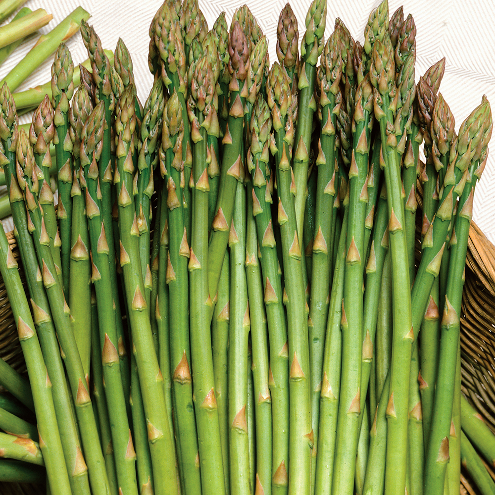 Szparag 'Mary Washington'