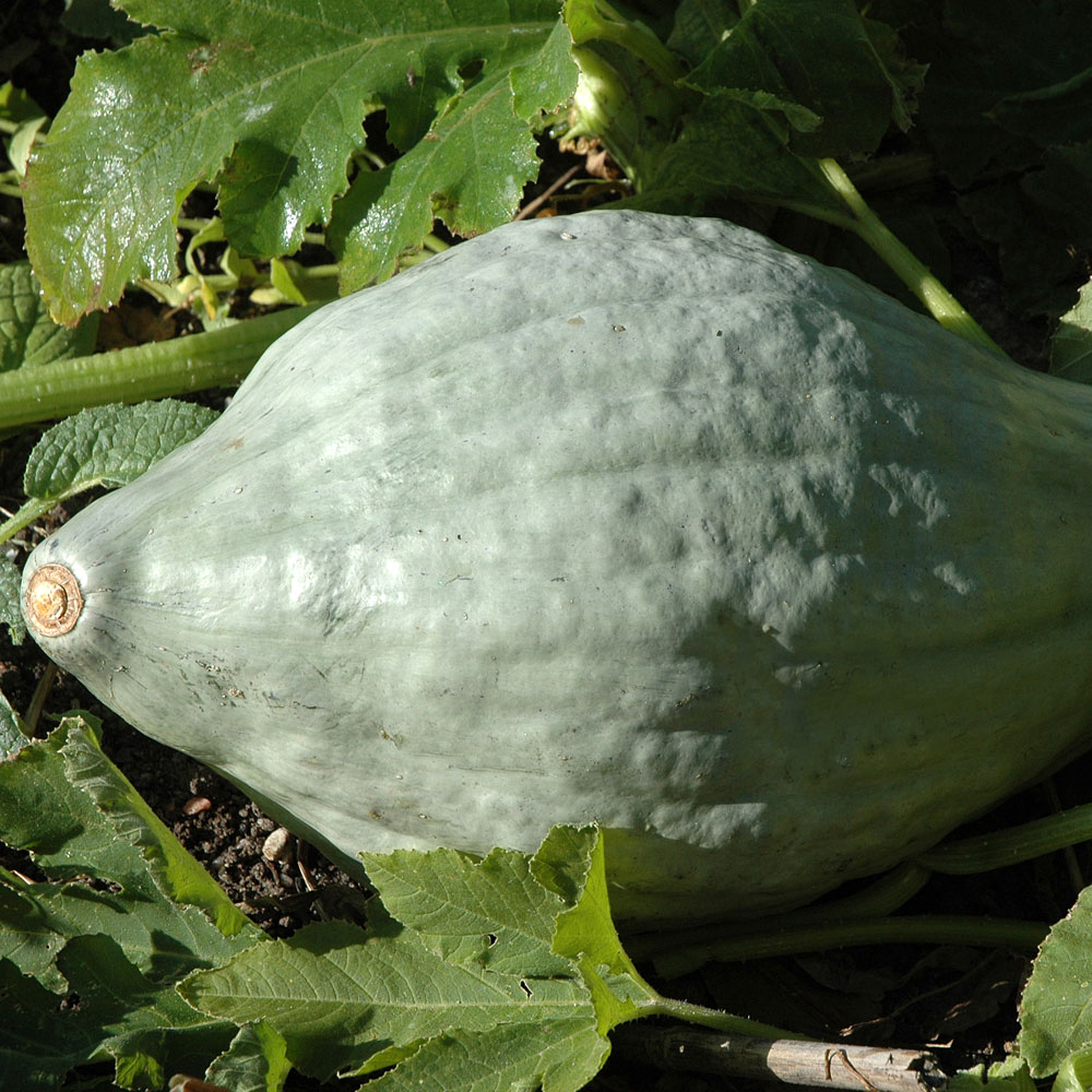 Dynia 'Hubbard Large Blue'