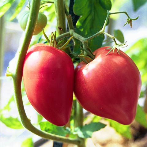 Pomidor 'Cuor di Bue'