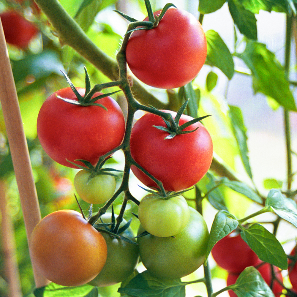 Pomidor szklarniowy F1 'Shirley'