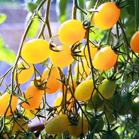 Pomidor koktajlowy 'Ildi'