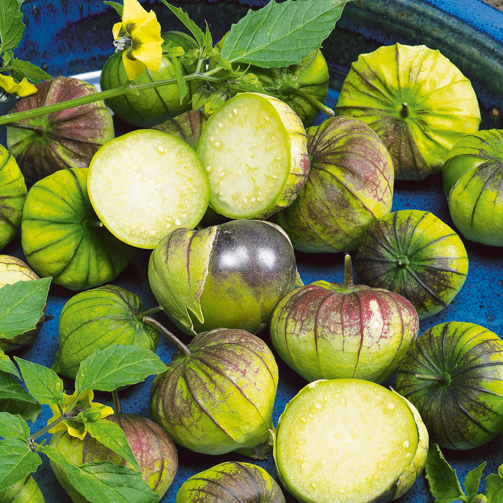Tomatillo 'Fioletowy'