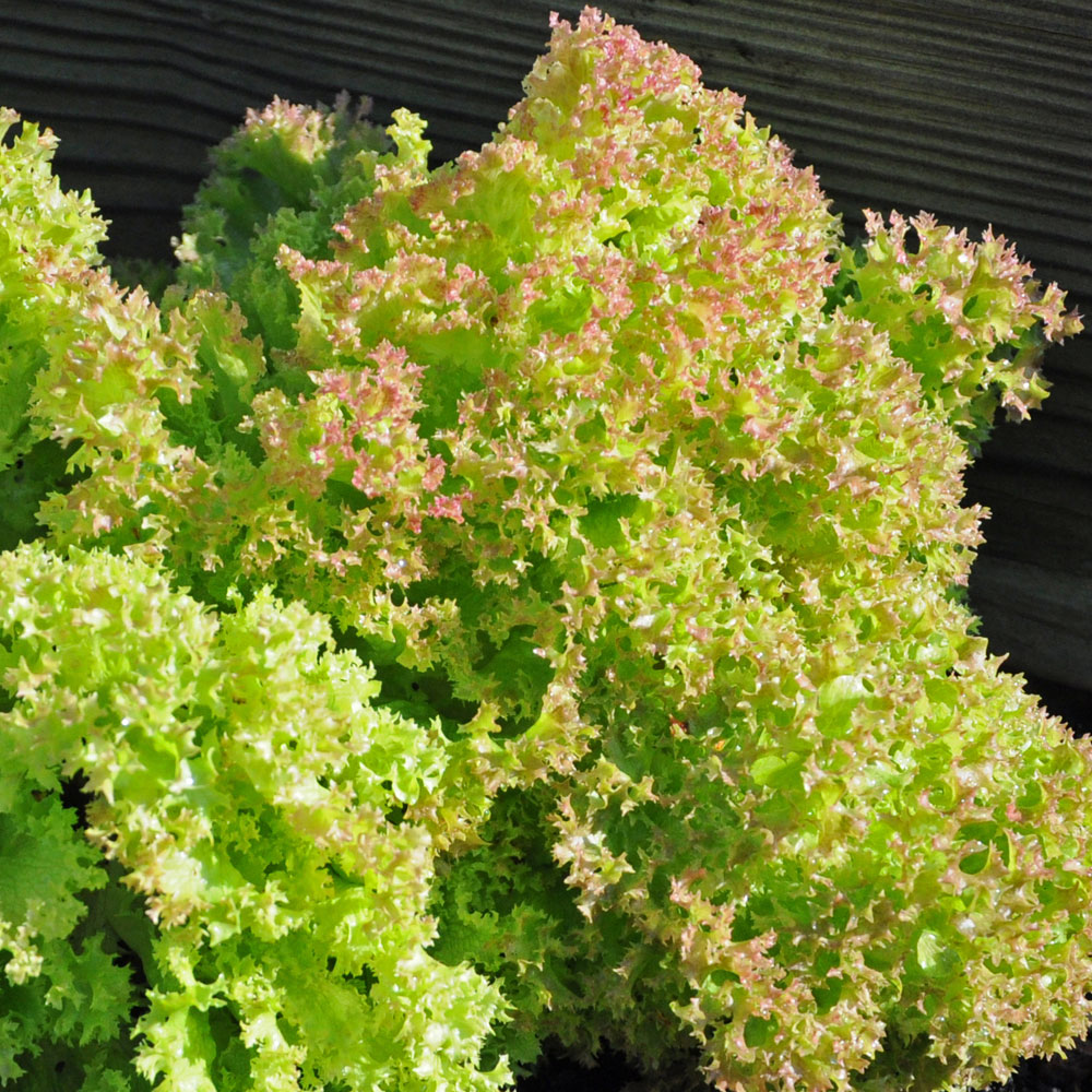 Sałata batavia 'Merlot'