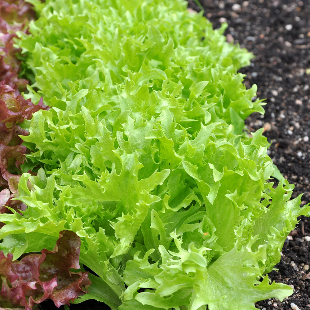 Sałata liściasta 'Rekord'
