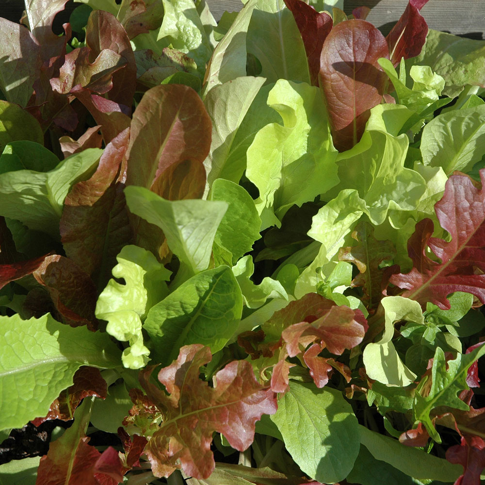 Sałata liściowa Baby Leaf mix