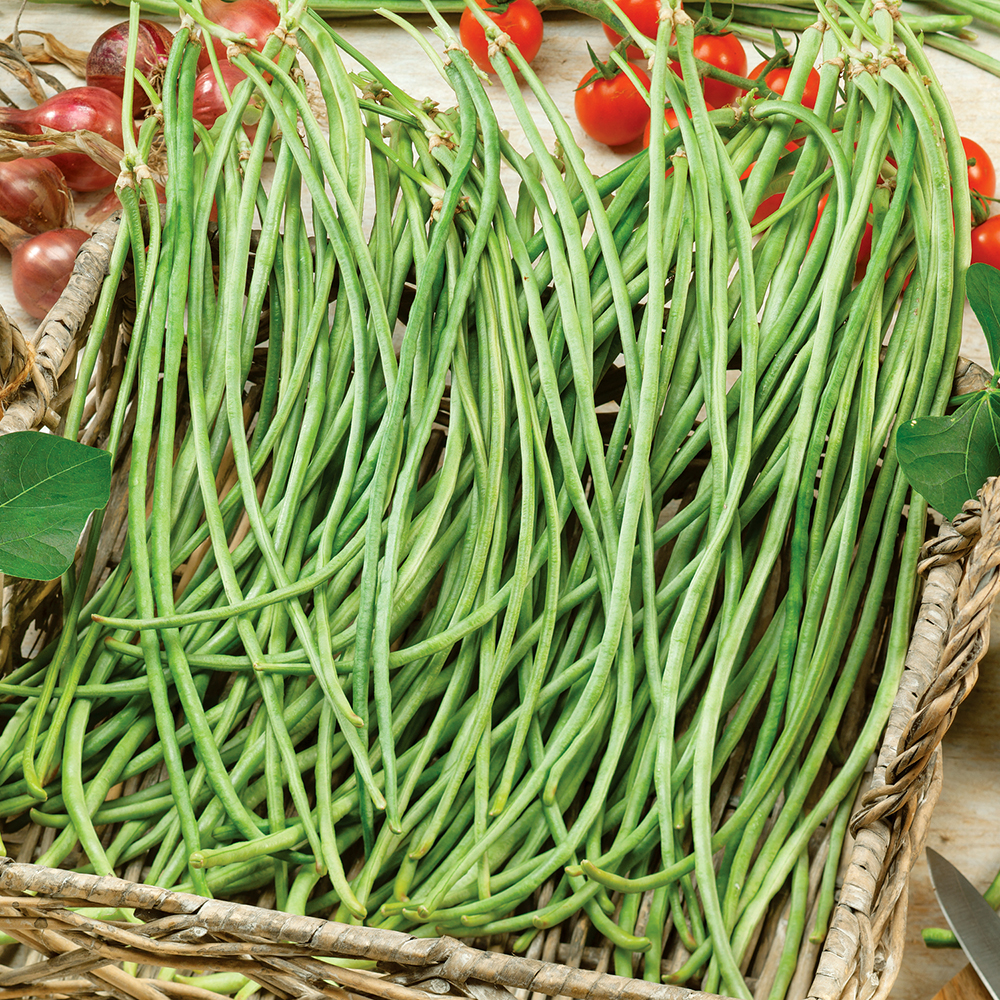 Fasolka wężowa 'Yard Long'