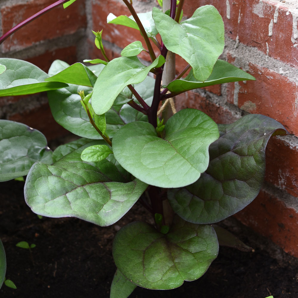 Szpinak malabarski 'Rubra'