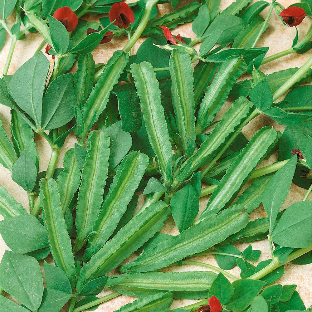 Głąbigroszek szkarłatny 'Winged Bean'