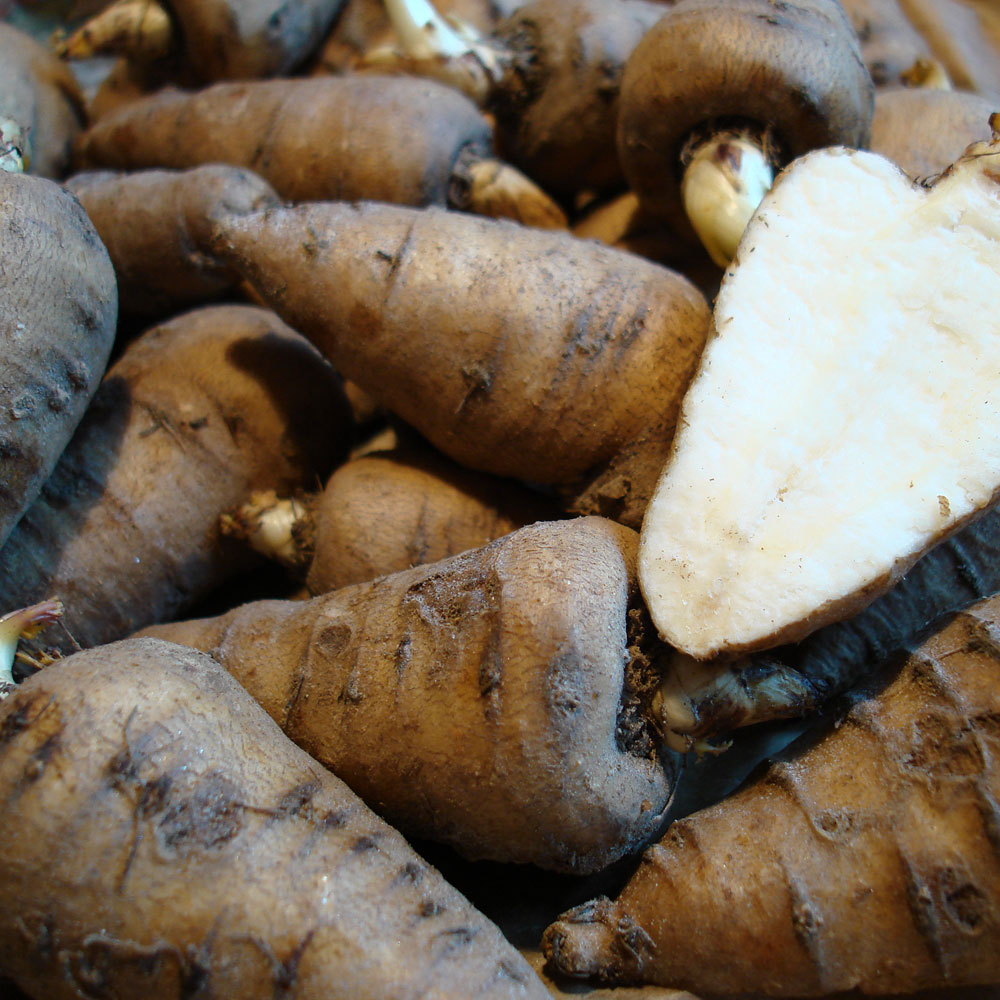 Świerząbek bulwiasty