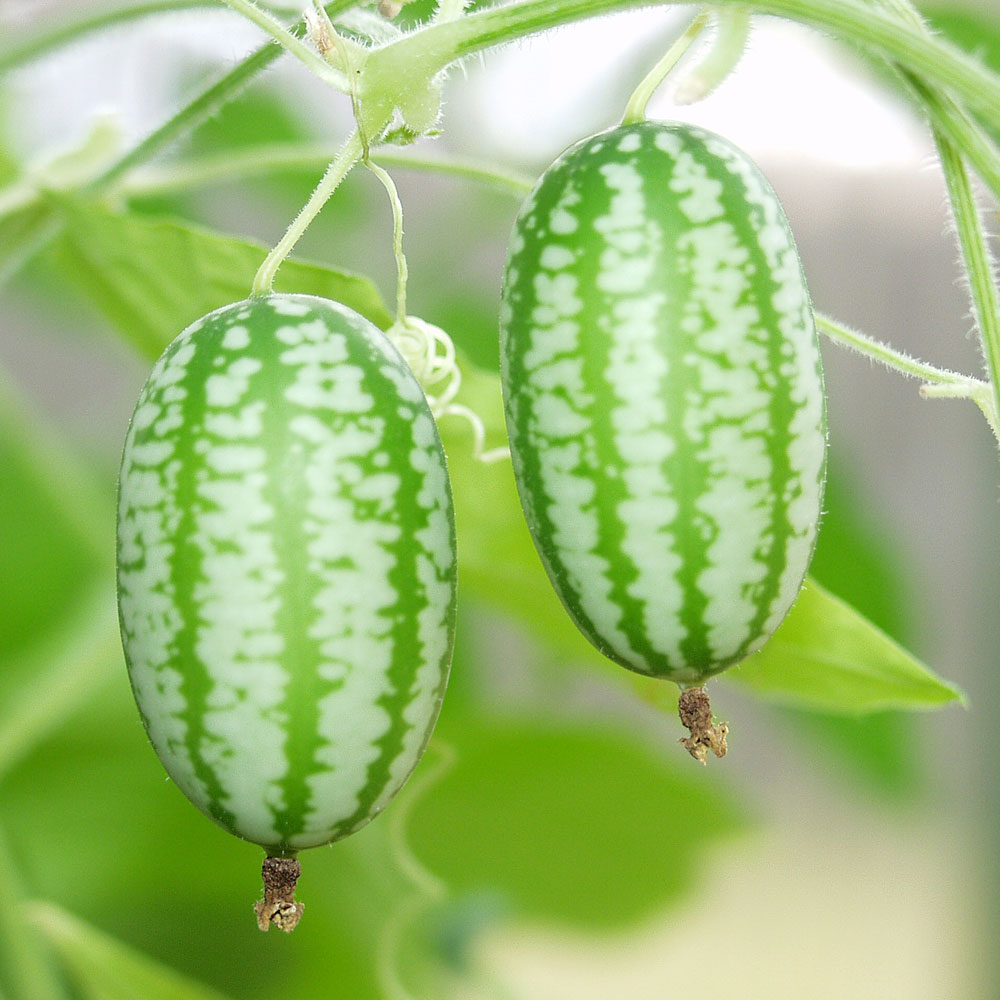 Ogórek meksykański