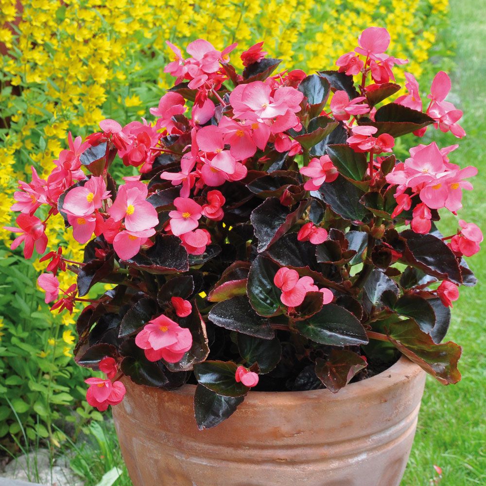 Begonia wielokwiatowa 'Big Rose with Bronze Leaf'