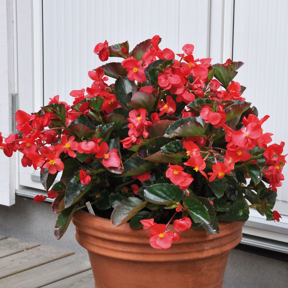 Begonia wielokwiatowa 'Big Red with Green Leaf'