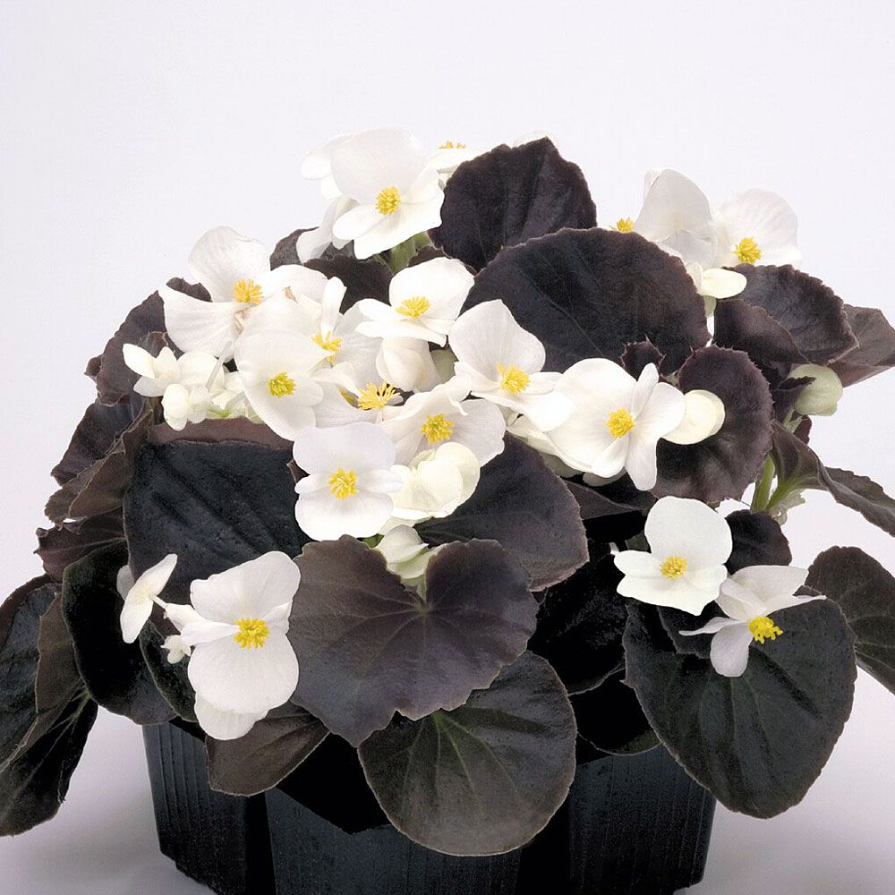 begonia stale kwitnąca F1 'Nightlife White