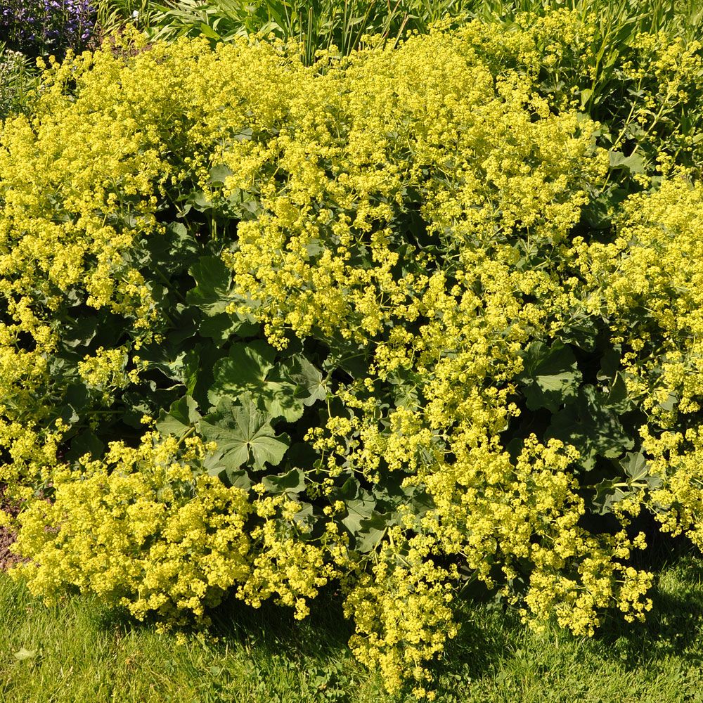 Przywrotnik miękki 'Thriller'