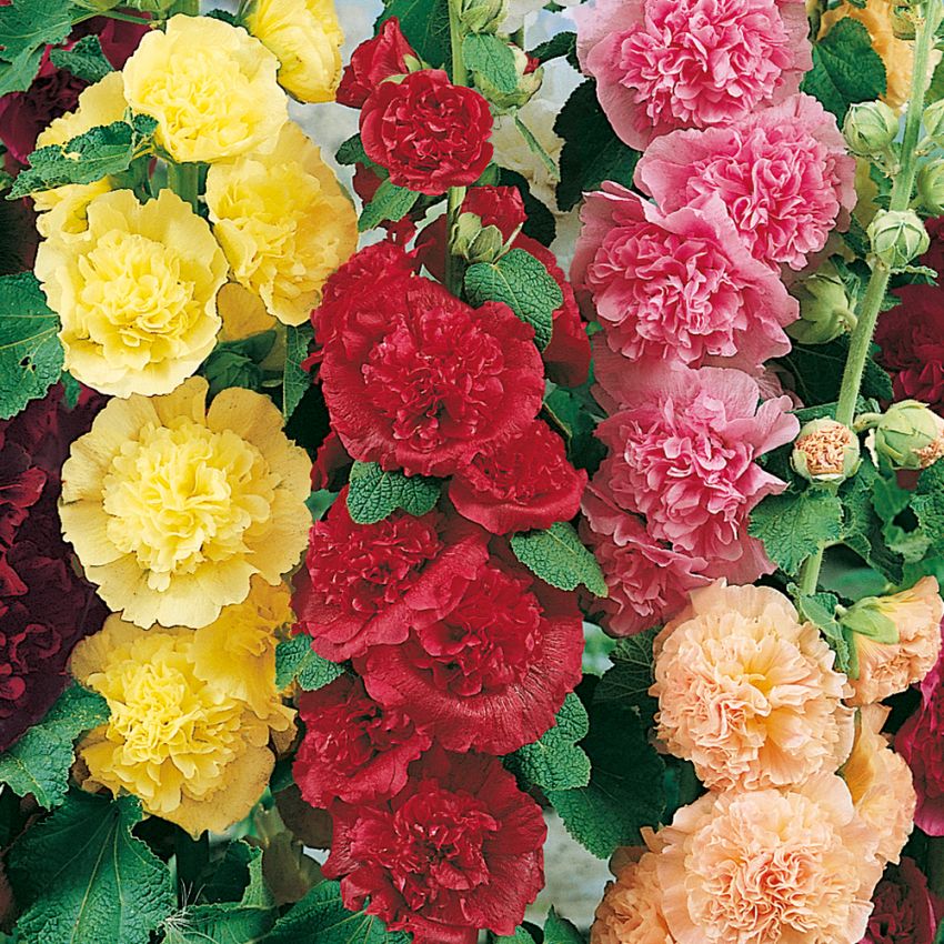 Malwa ogrodowa 'Chater's Double'