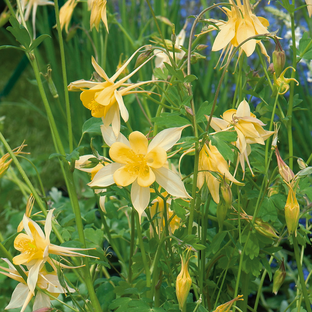 Orlik złoty 'Yellow Star'