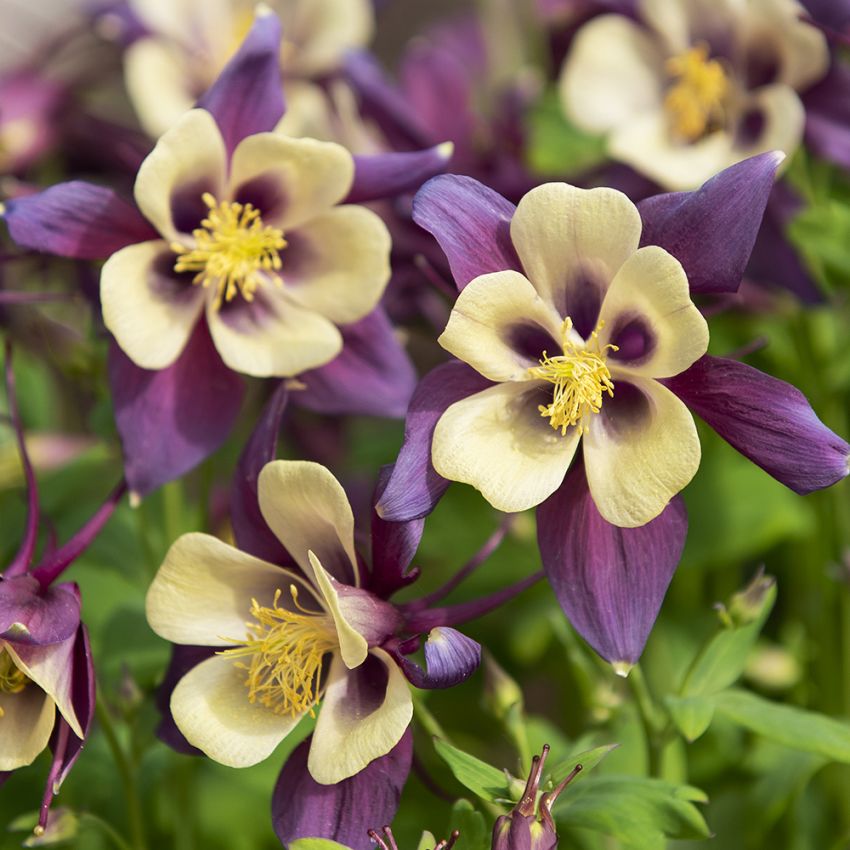 Orlik ogrodowy F1 'Earlybird Purple Yellow'