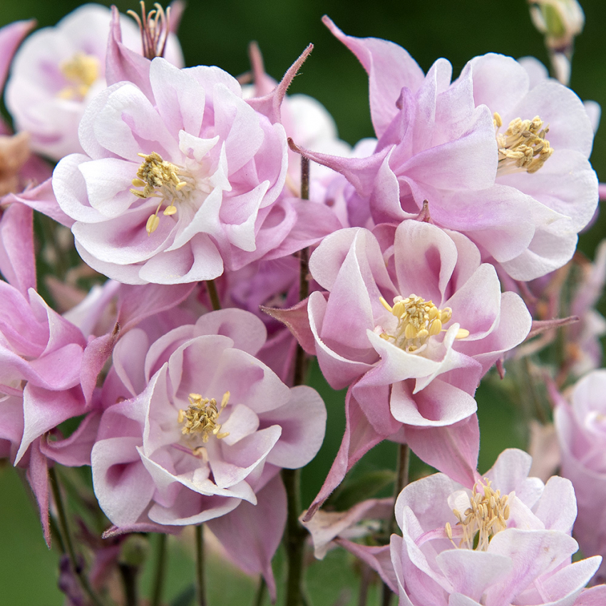 Orlik pospolity 'Winky Double Rose-White'