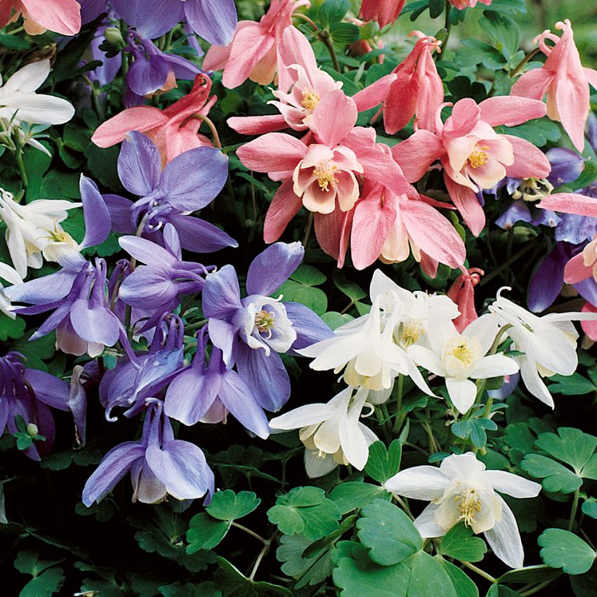 Orlik japoński 'Cameo'