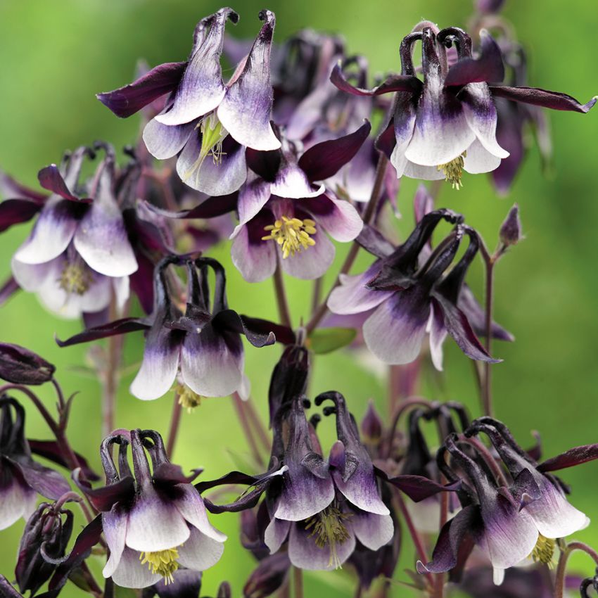 Orlik pospolity 'William Guinness'