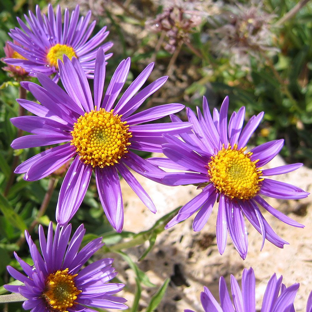 Aster alpejski 'Light Blue'