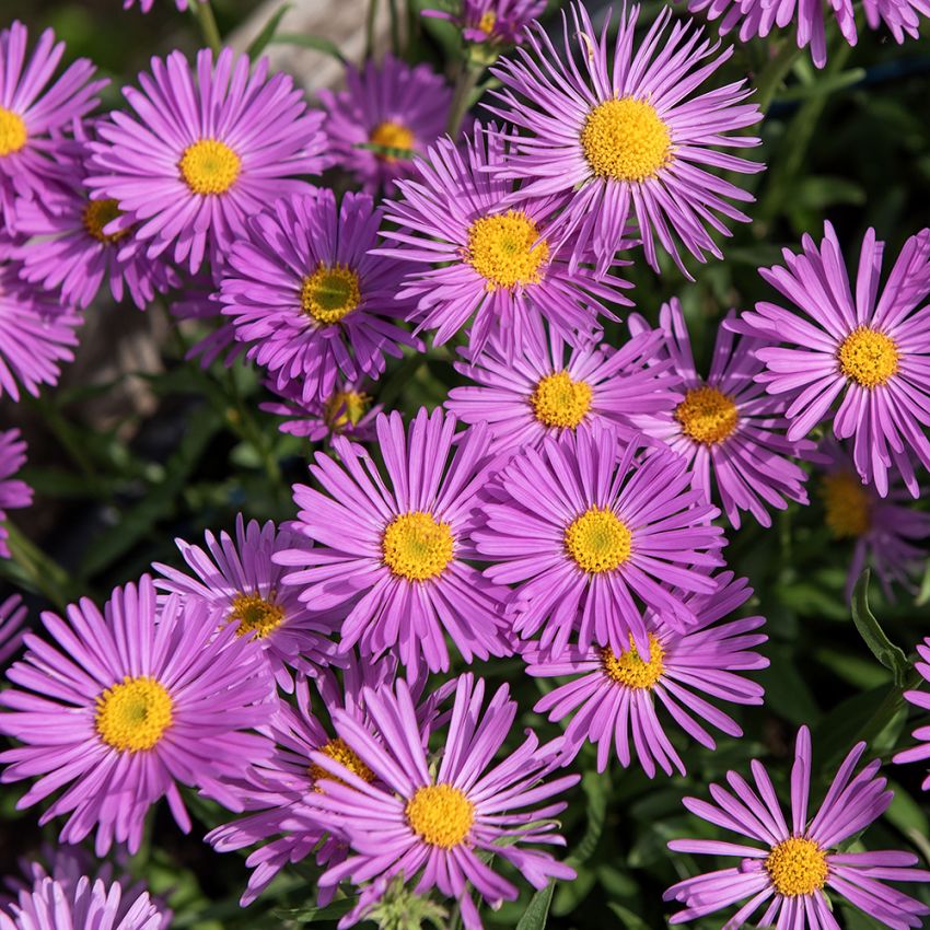 Aster alpejski 'Pinkie'