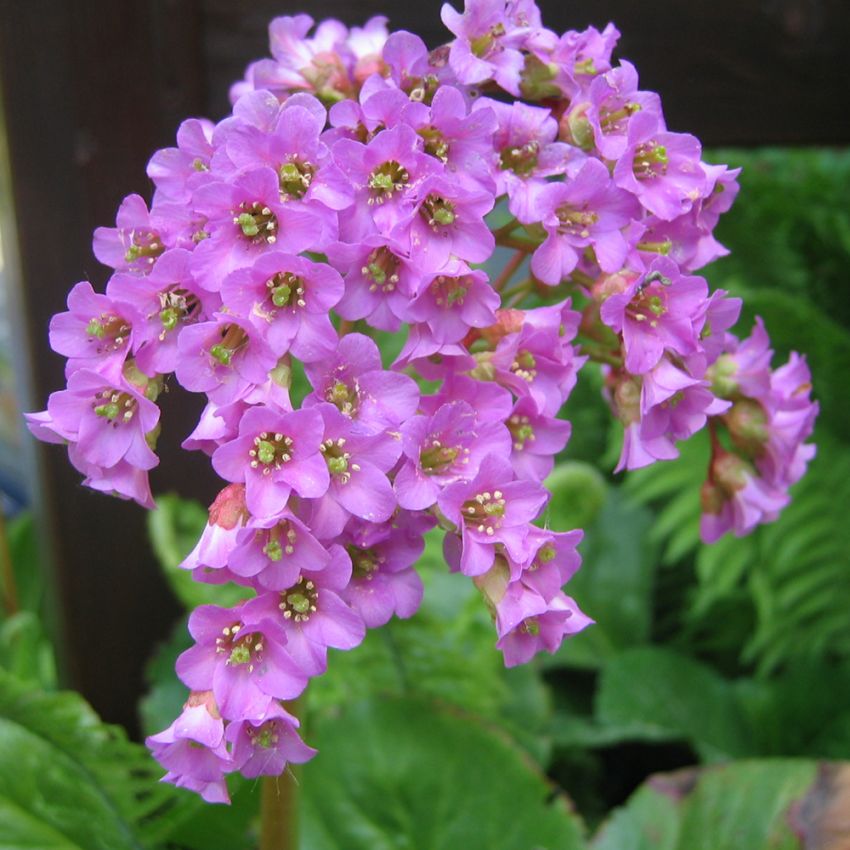 Bergenia sercolistna