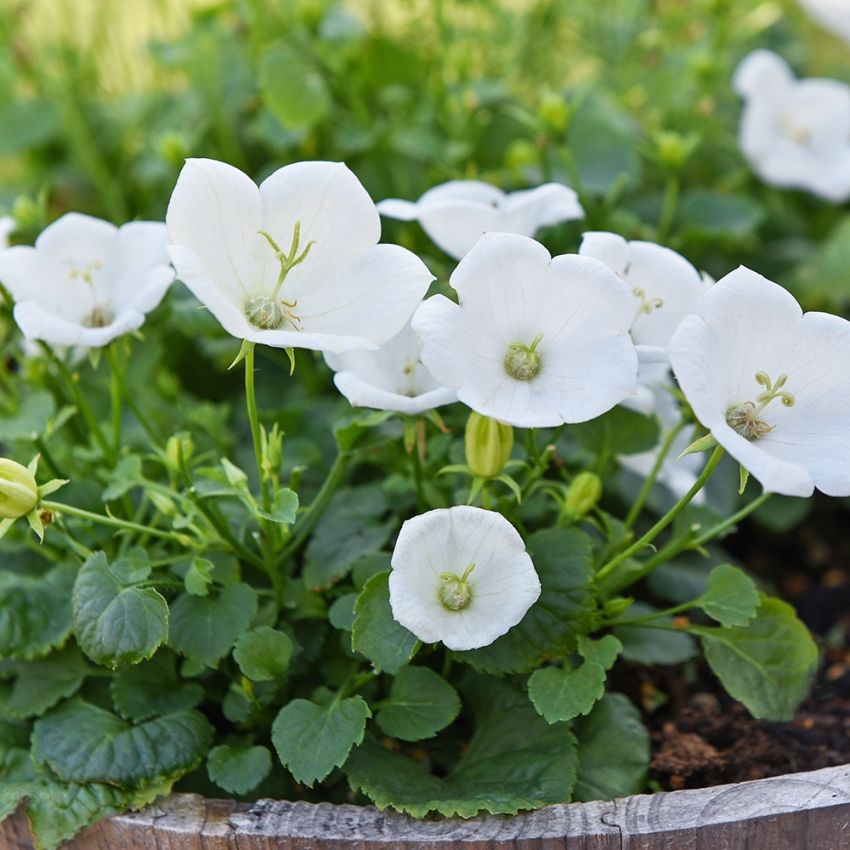 Dzwonek karpacki F1 'Rapido White'