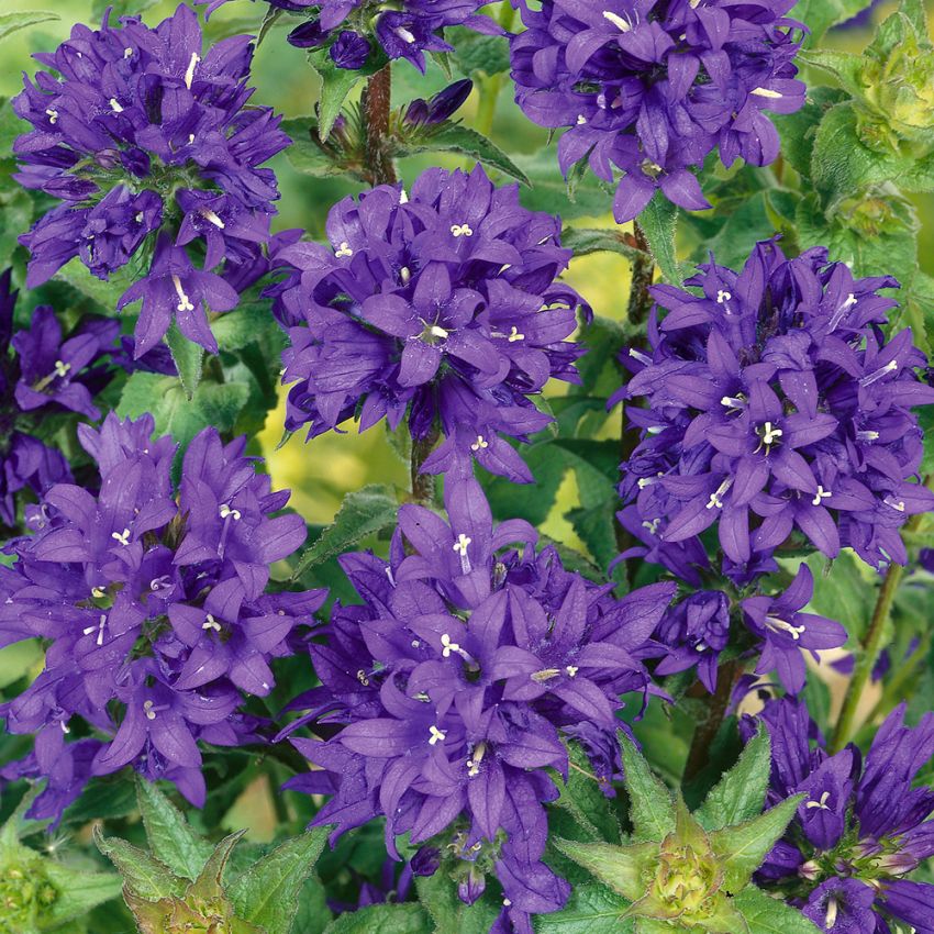 Dzwonek skupiony 'Superba'