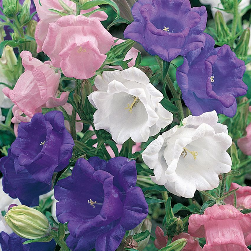 Dzwonek ogrodowy 'Calycanthema'