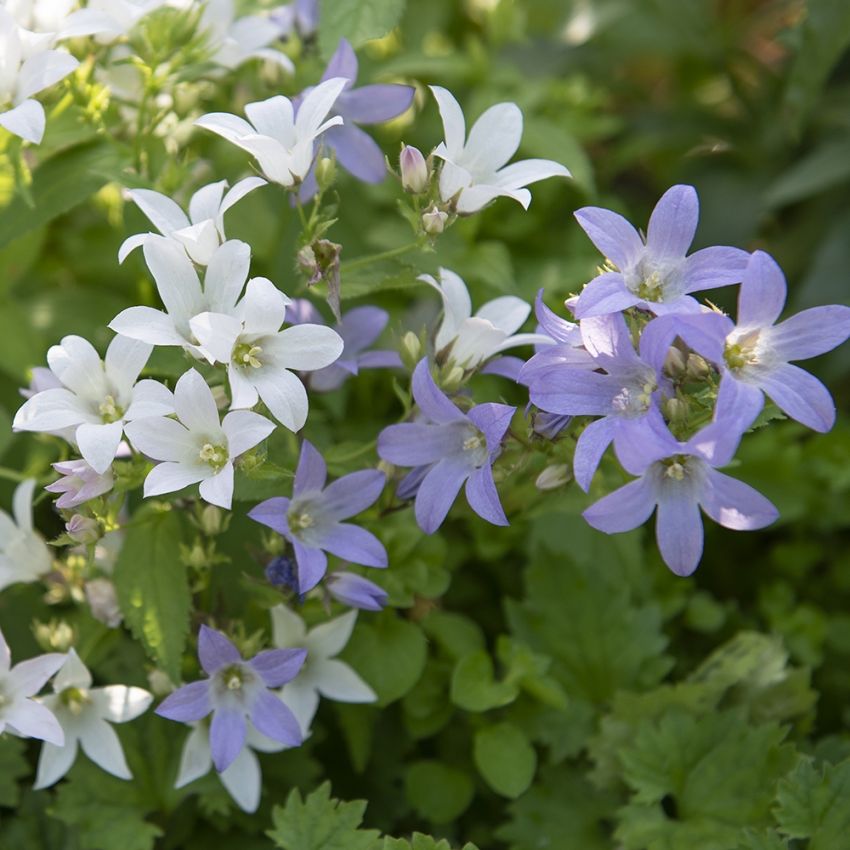 Dzwonek brzoskwiniolistny 'New Hybrids'