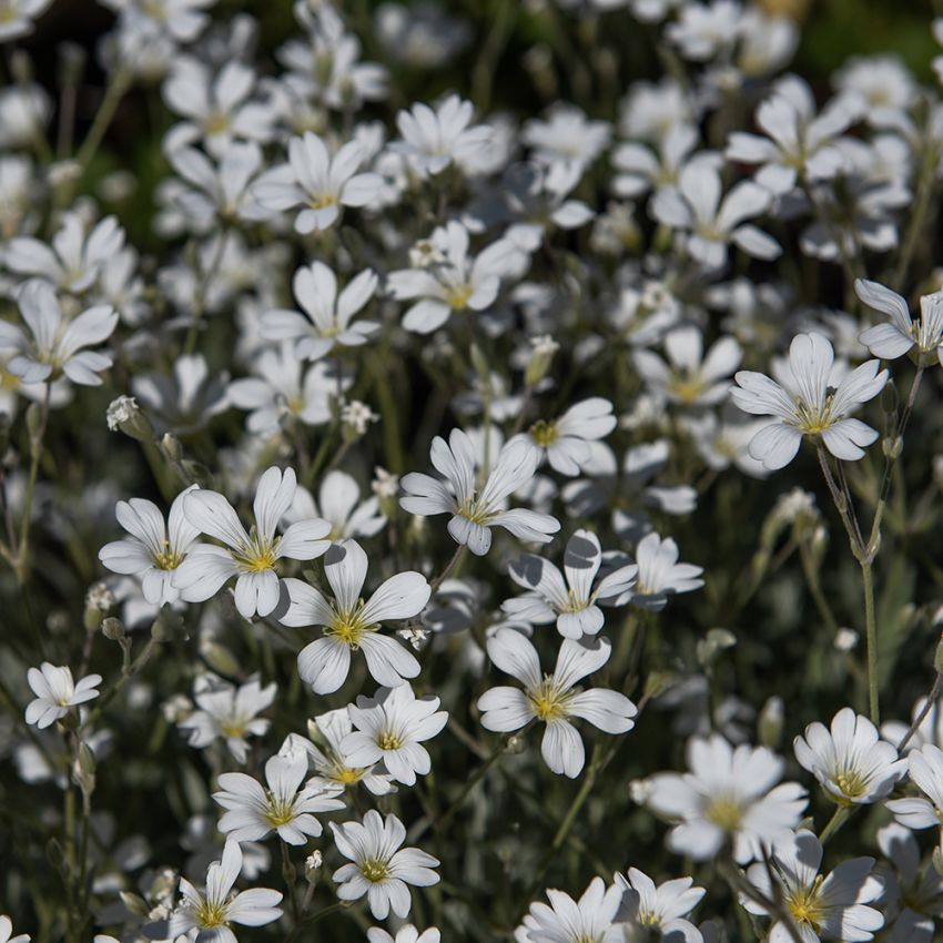 Rogownica Biebersteina