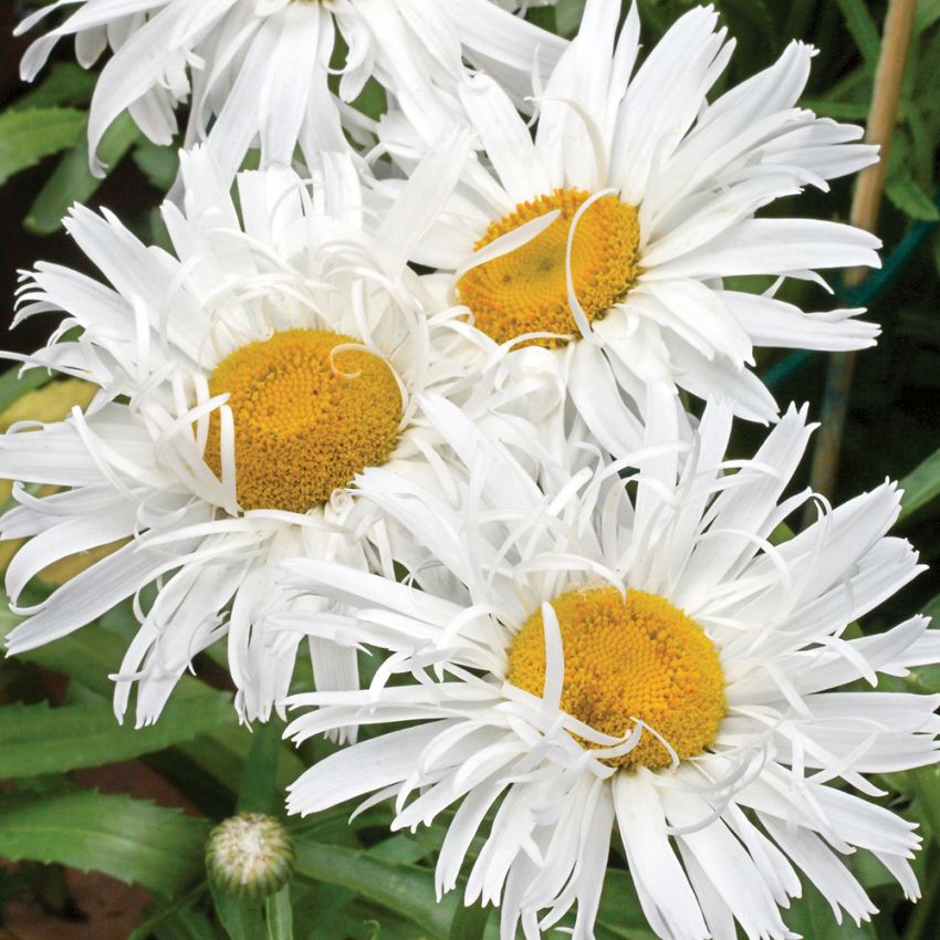Margerytka wielkokwiatowa 'Crazy Daisy'
