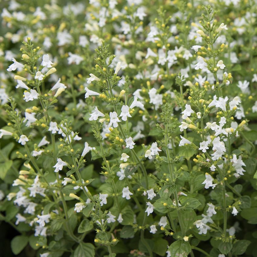 Oregano górskie 'Marvelette White'