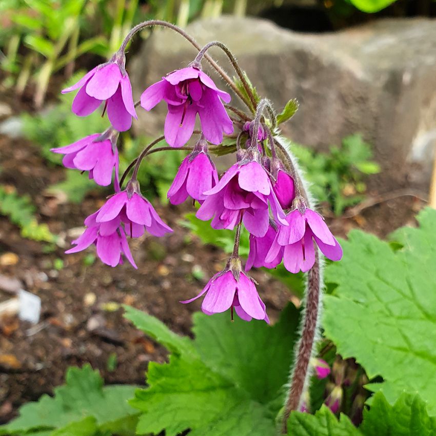 Kortuza Matthioliego prymula chińska