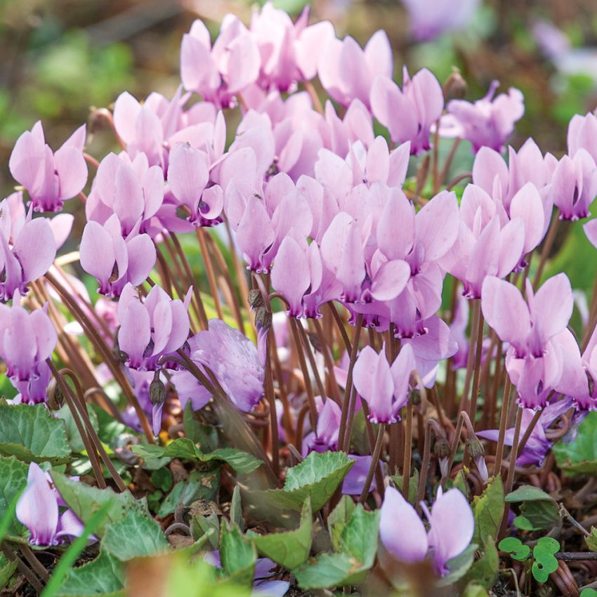 Cyklamen bluszczolistny