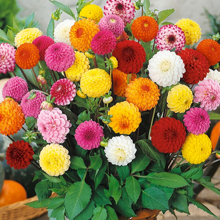 Dalia pomponowa 'Lilliput'