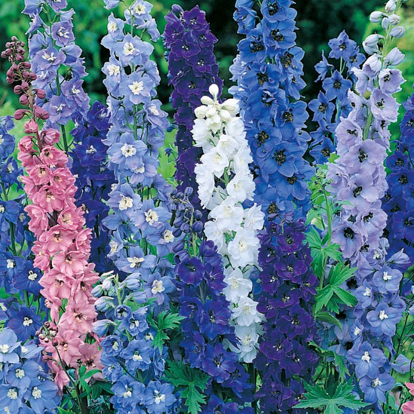 Ostróżka ogrodowa 'Pacific'