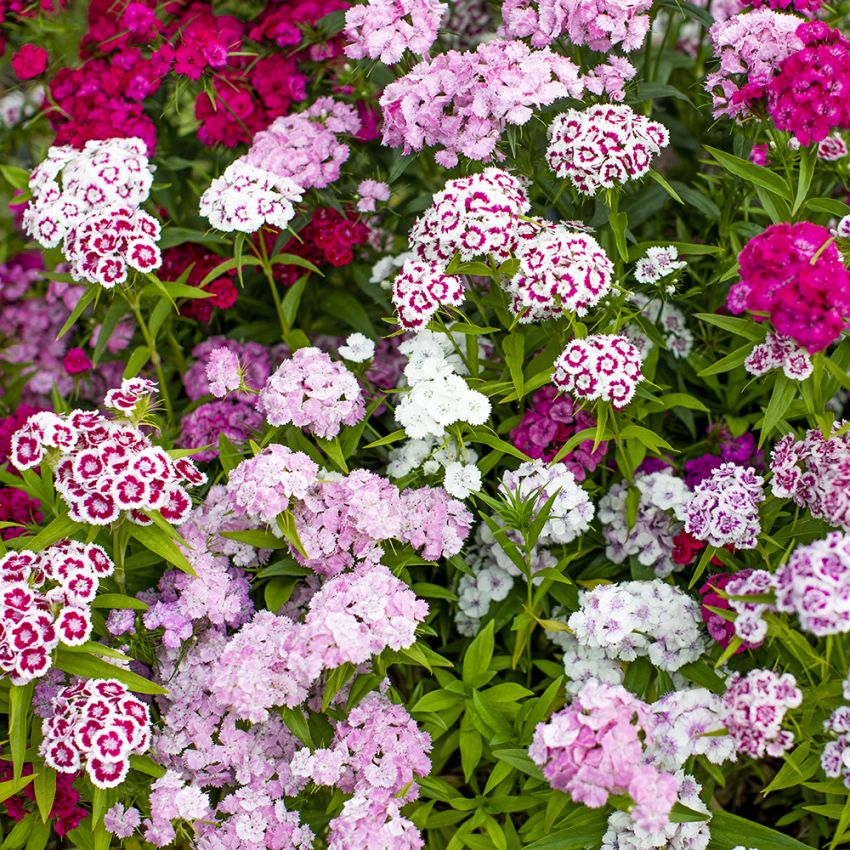 Goździk brodaty 'Pinocchio'