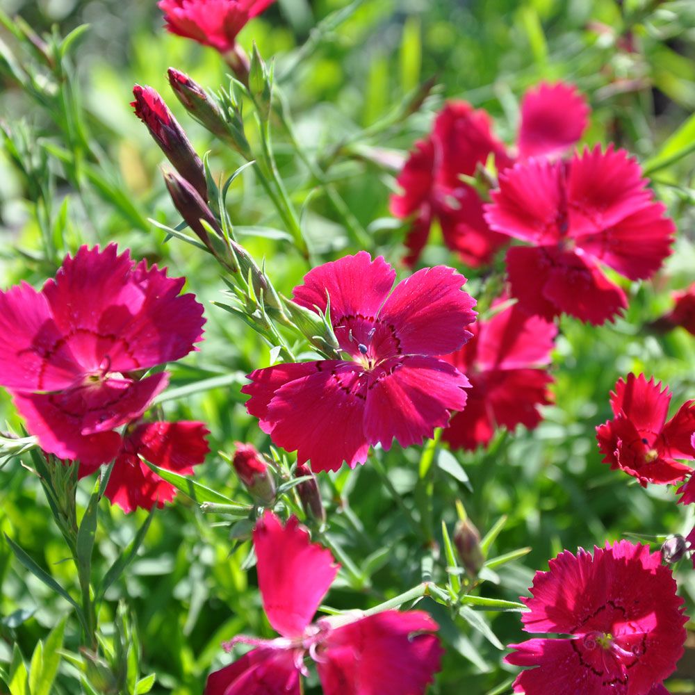 Goździk kamienny 'Brilliancy'