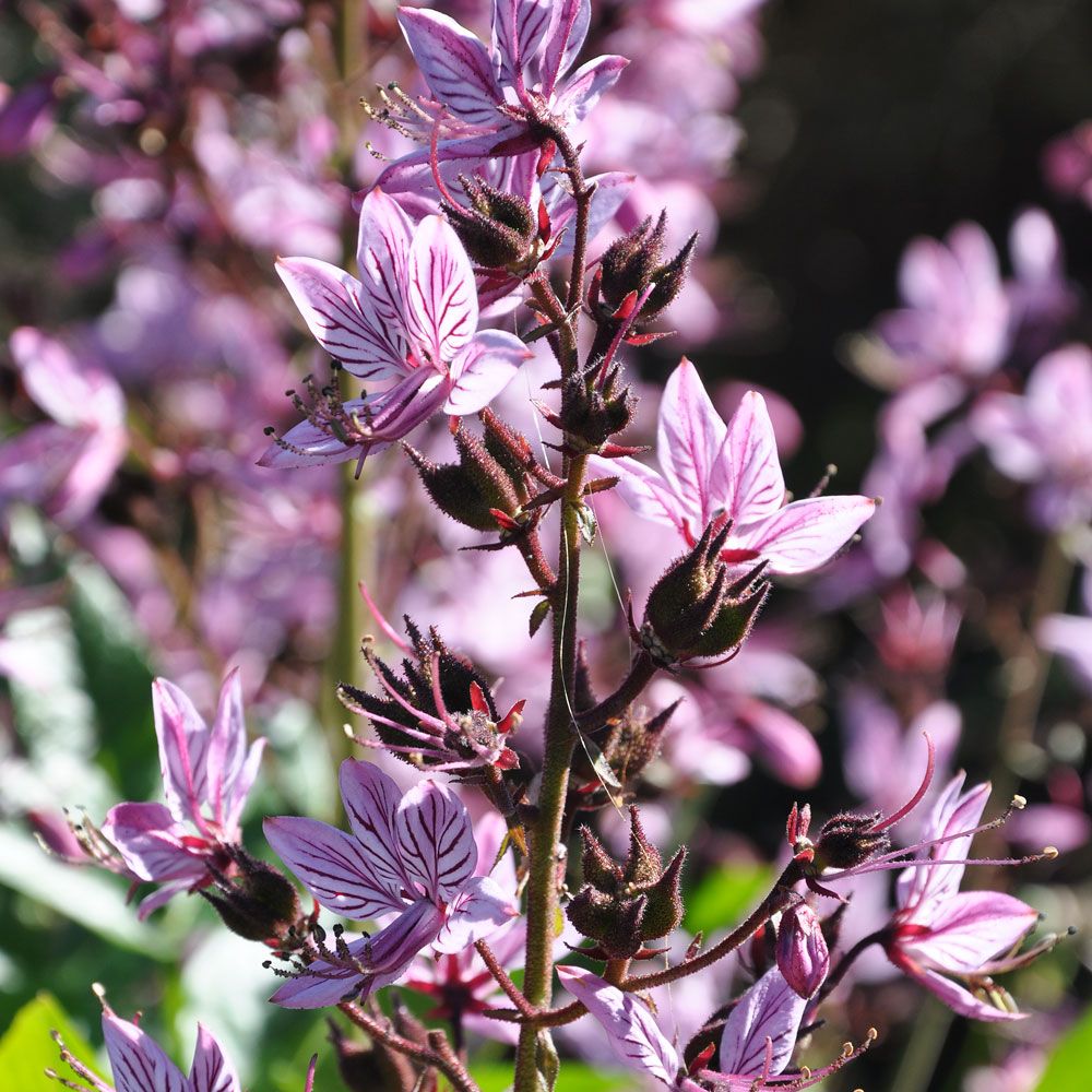 Dyptam jesionolistny