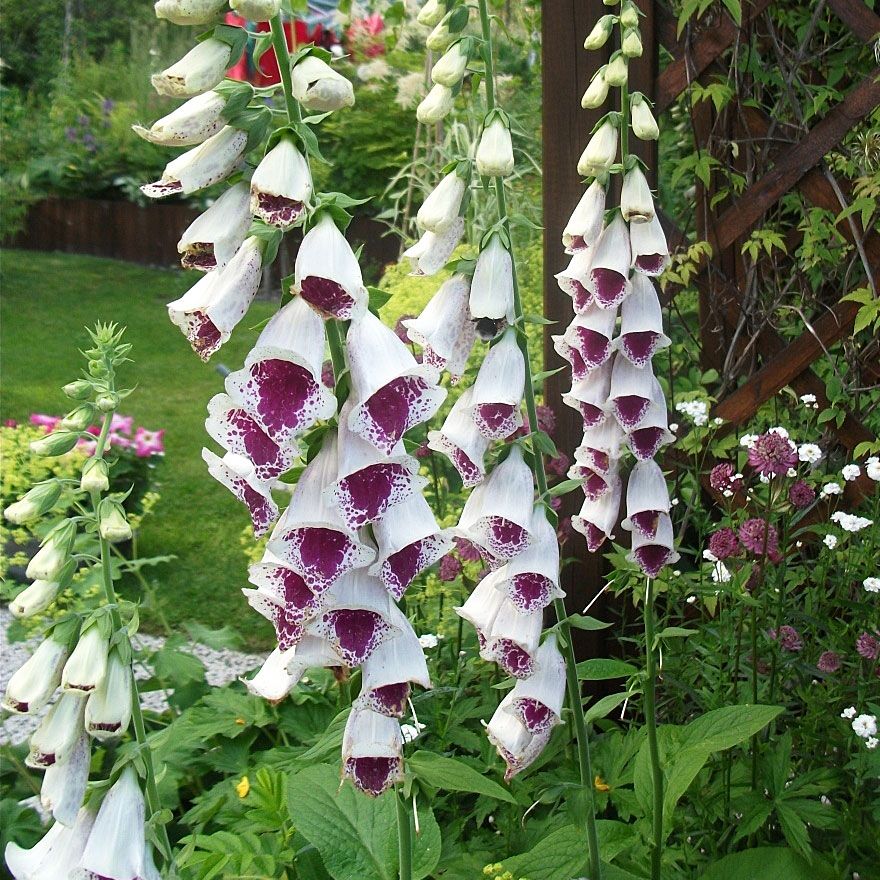 Naparstnica 'Elsie Kelsey'