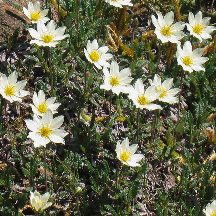 Dębik ośmiopłatkowy