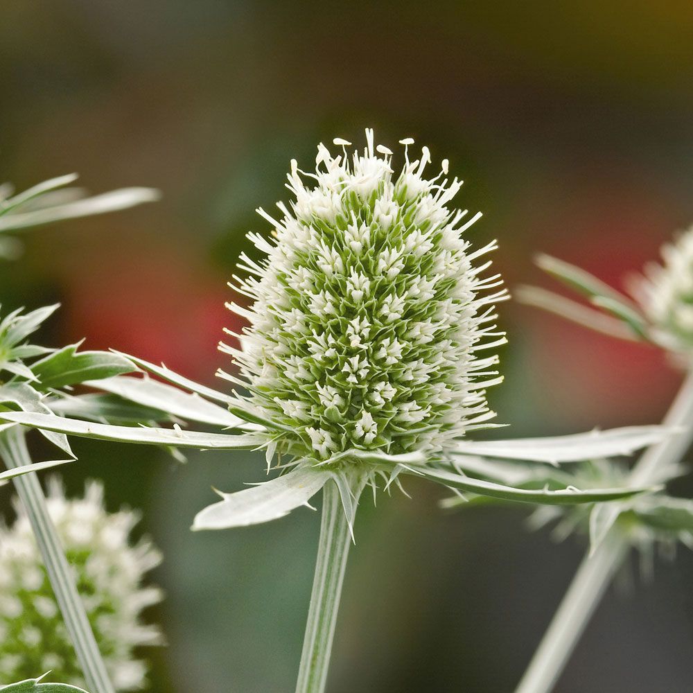 Mikołajek płaskolistny 'White Glitter'