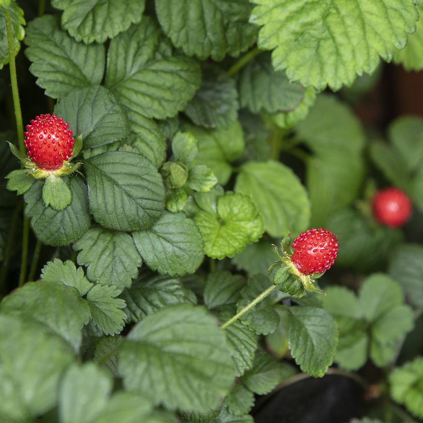 Poziomkówka indyjsk